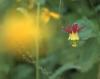 Crimson columbine